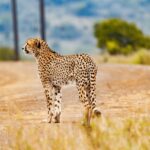 cheetah-tz