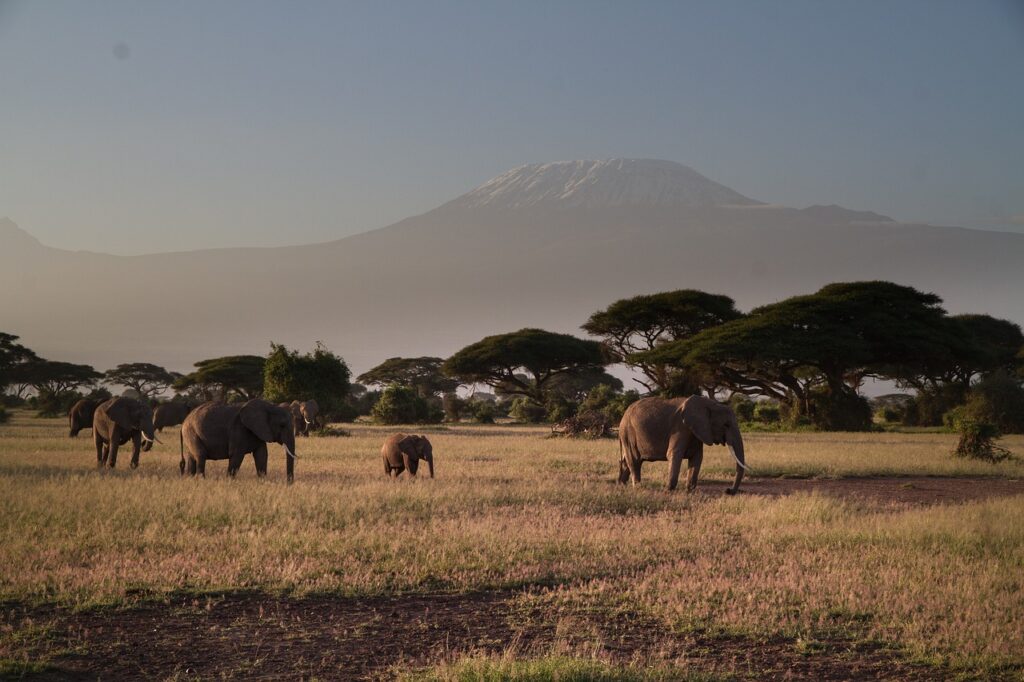 elephants-amboseli