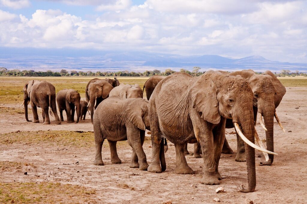 elephants-amboseli