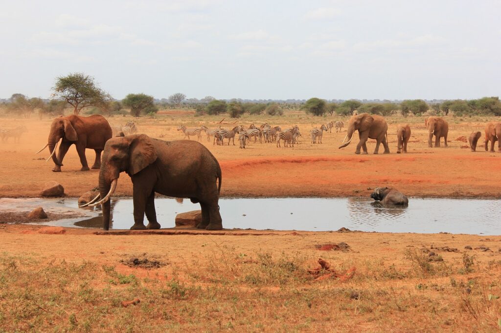 elephants-tsavo-east