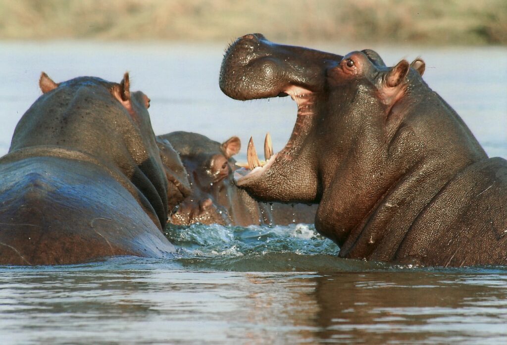 hippopotamus