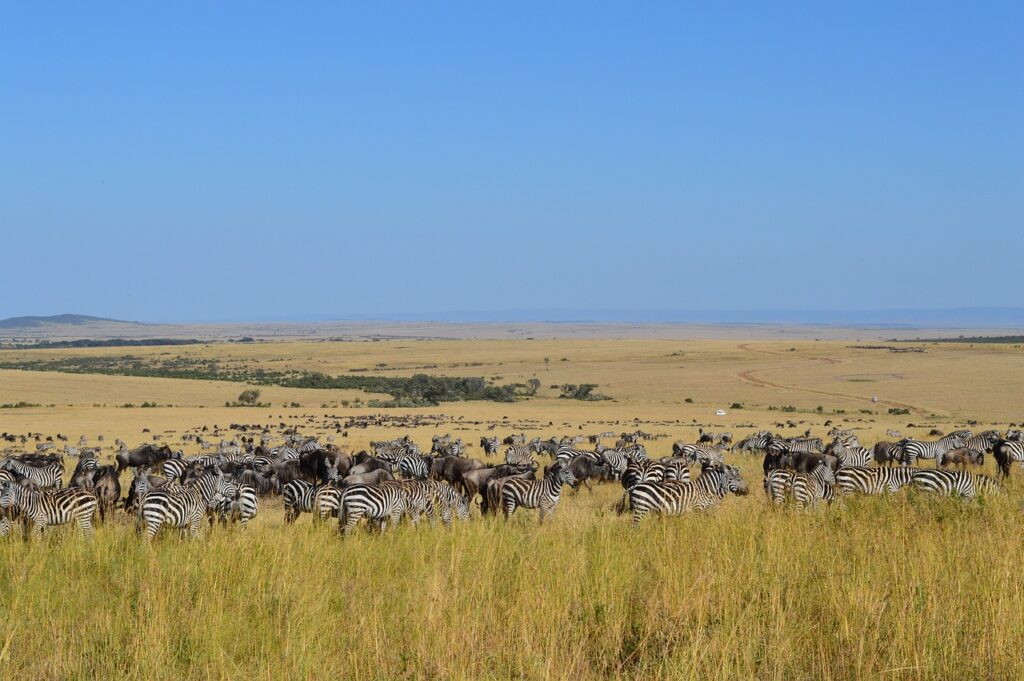 masai-mara-ke